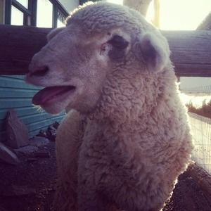 Meet your Posher, Ally